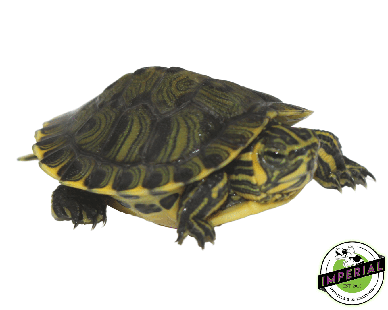 Yellowbelly Slider Turtle Baby — image 2
