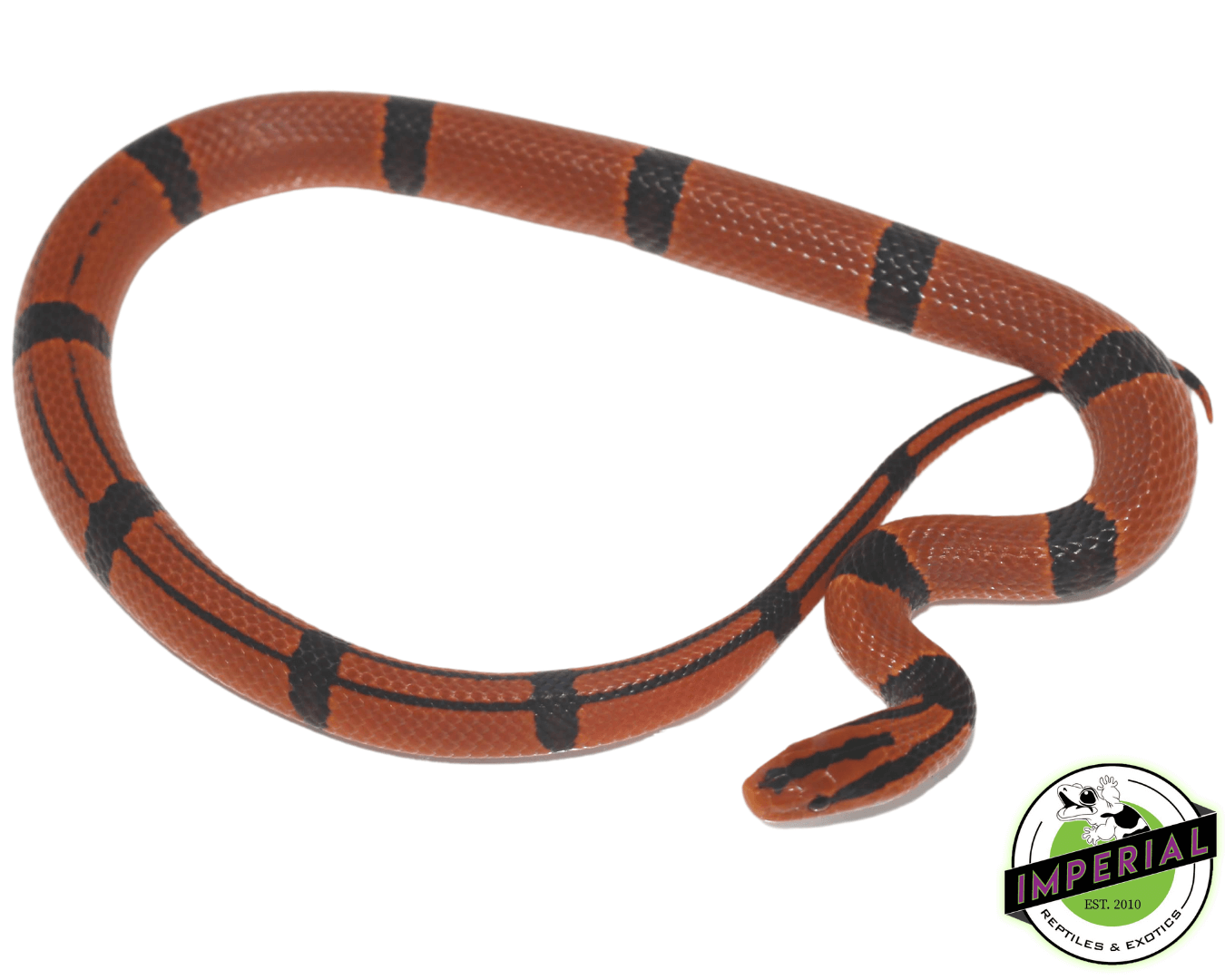 Yunnan Mountain Rat Snake Baby