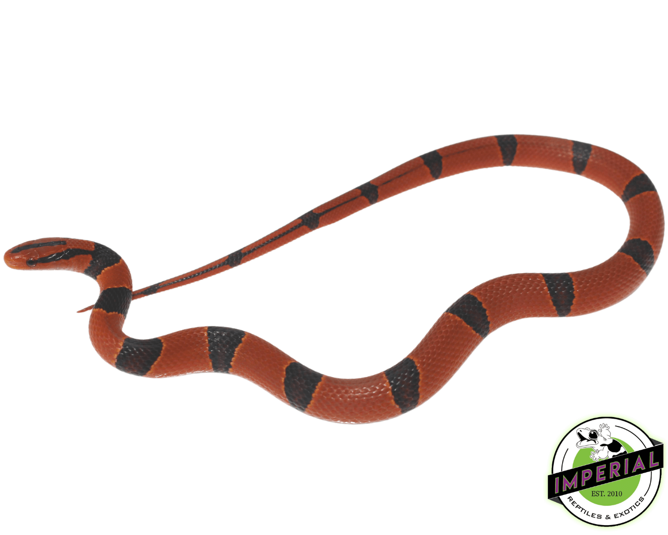 Yunnan Mountain Rat Snake Baby — image 2