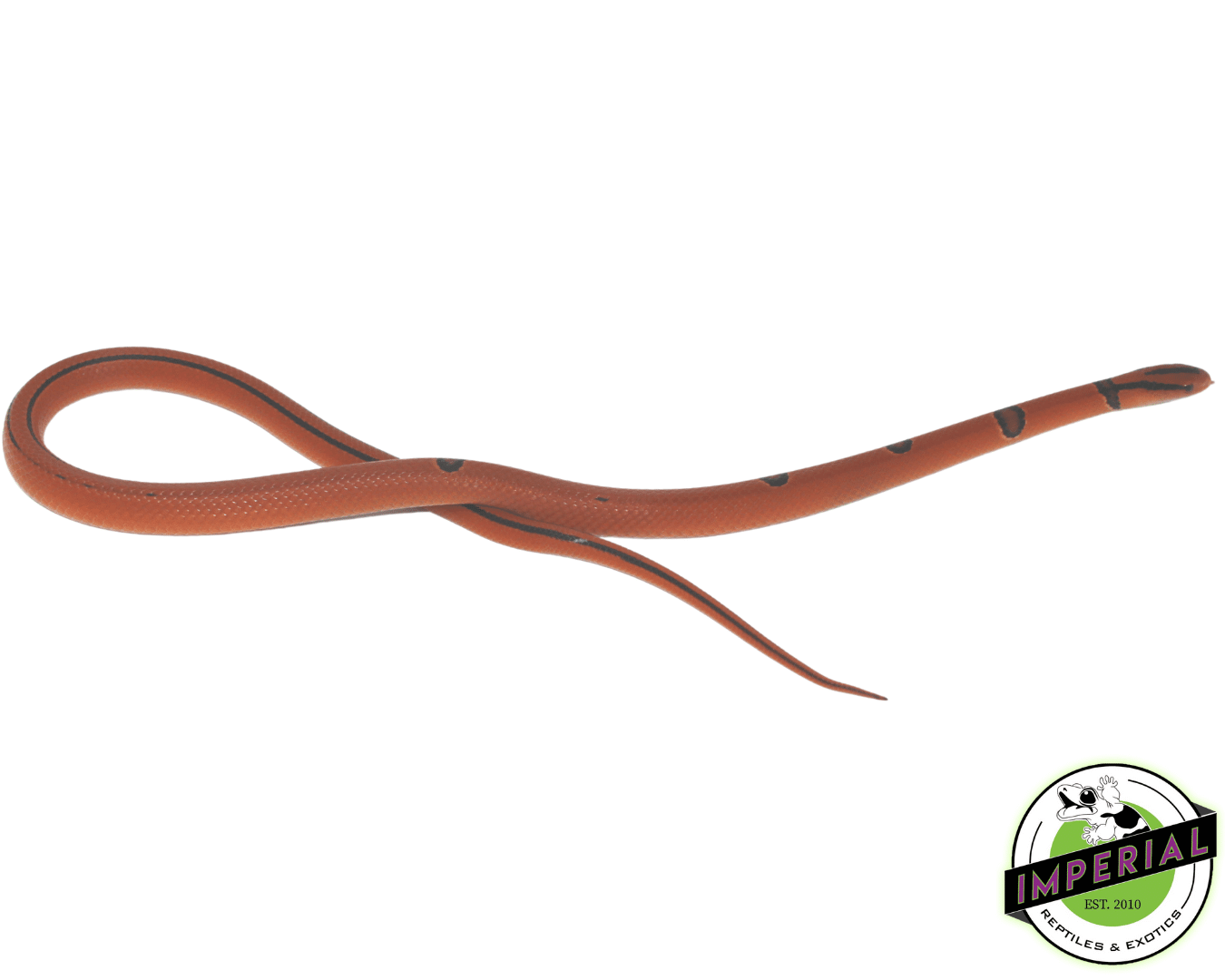 Yunnan x Thai Rat Snake Baby — image 2