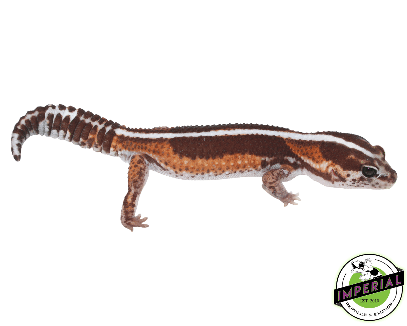 Zero African Fat Tail Gecko Adult