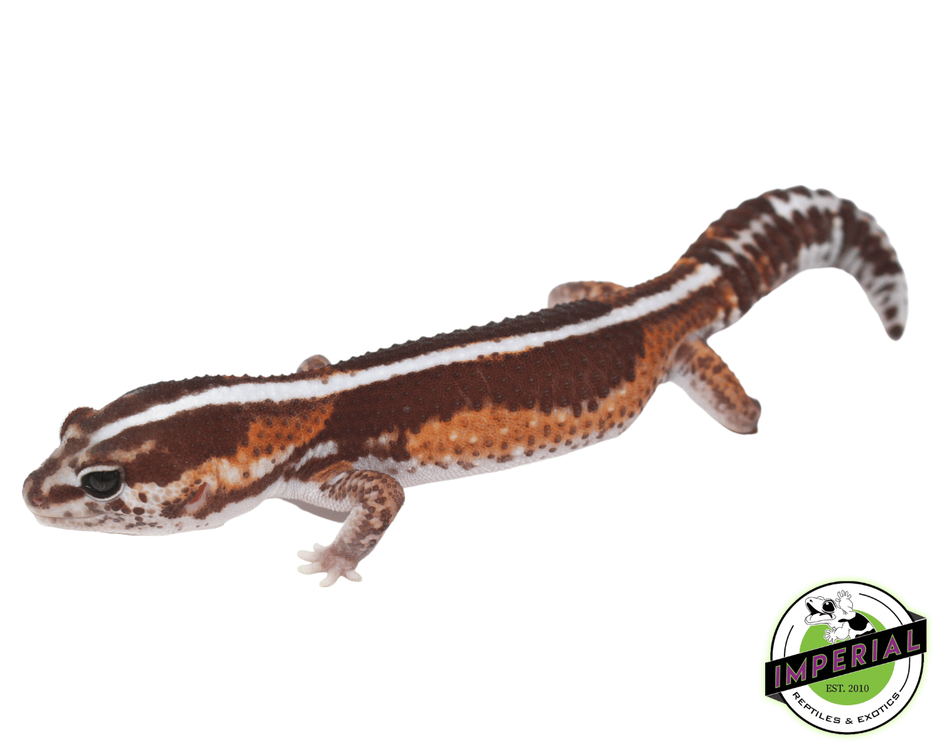 Zero African Fat Tail Gecko Adult — image 3