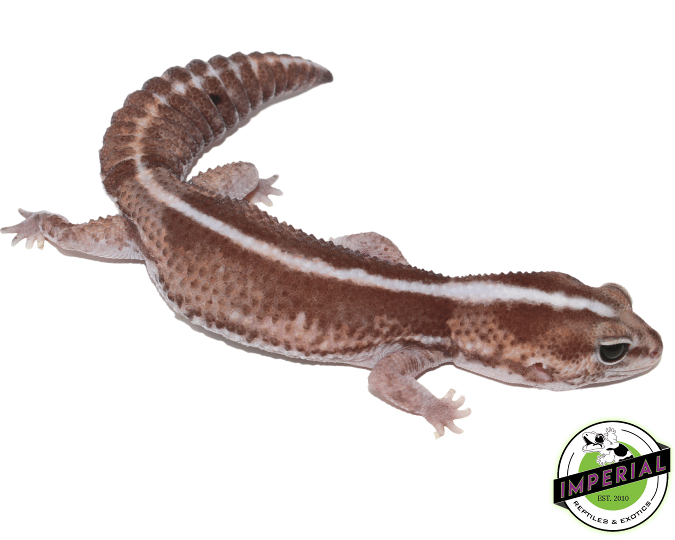 Zero African Fat Tail Gecko Adult — image 2