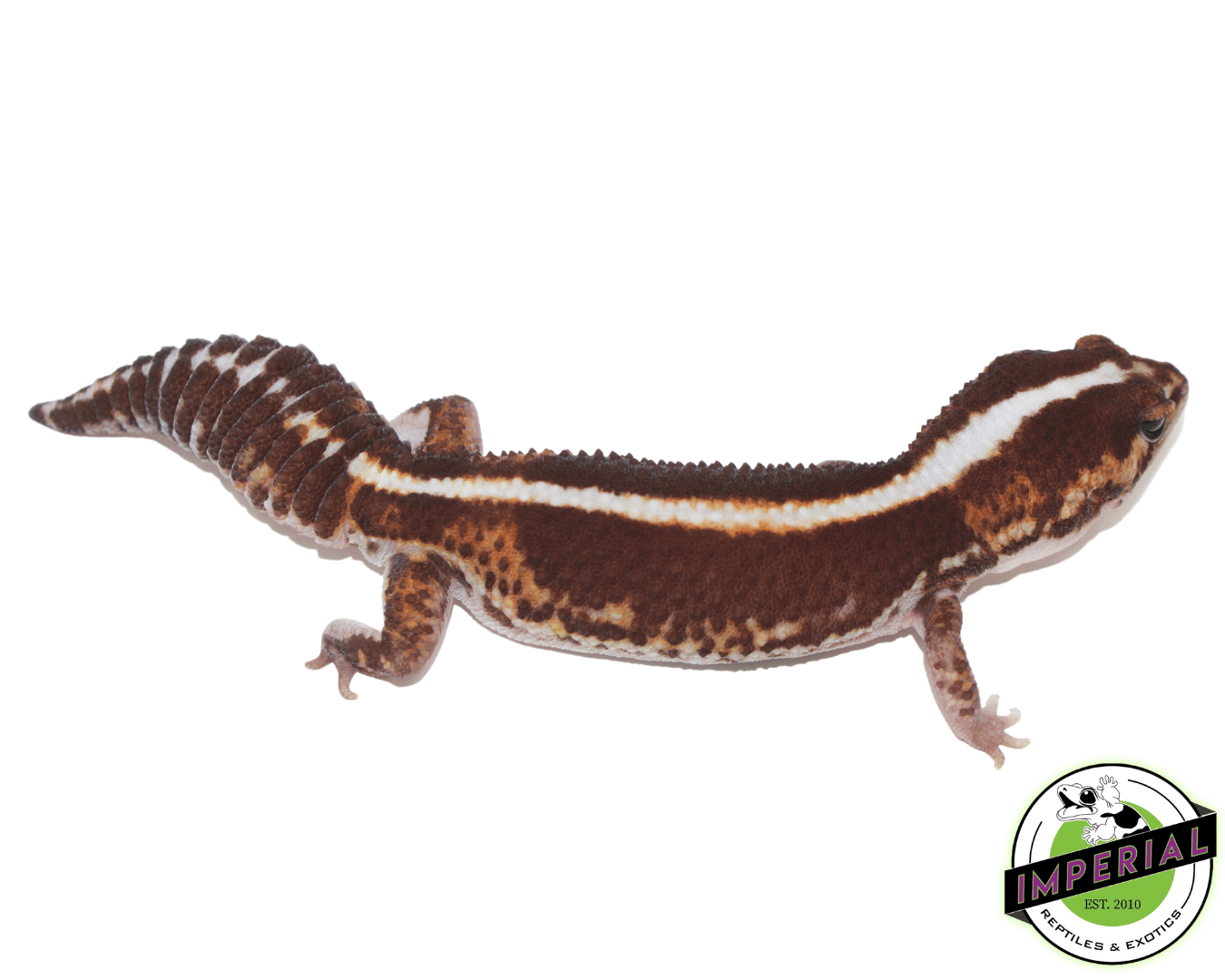 Zero African Fat Tail Gecko — image 2