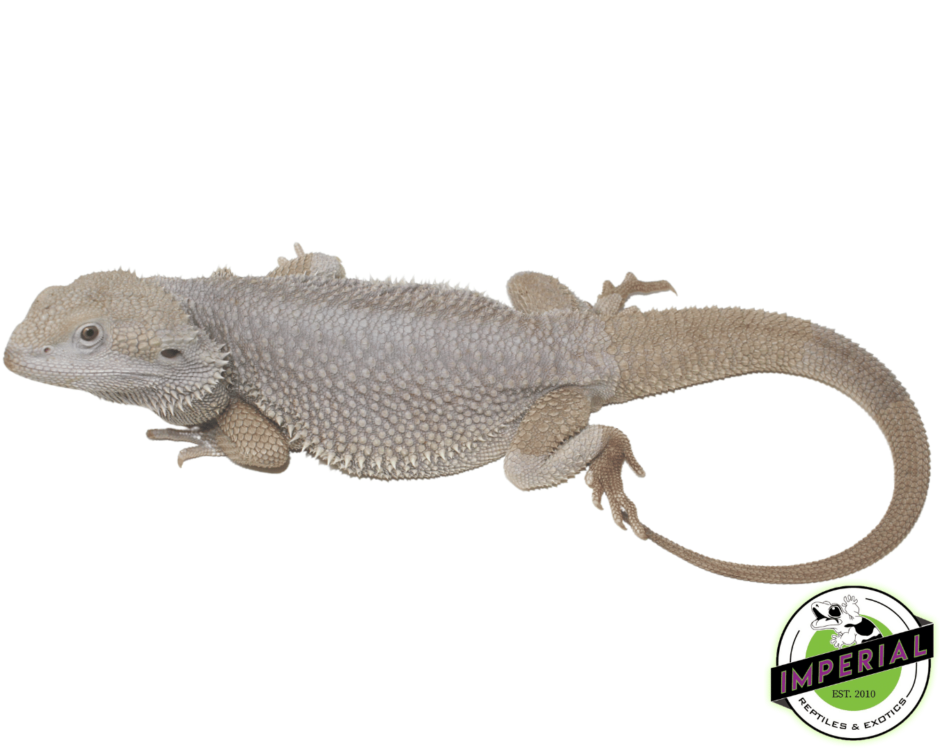 Zero Bearded Dragon Adult Male
