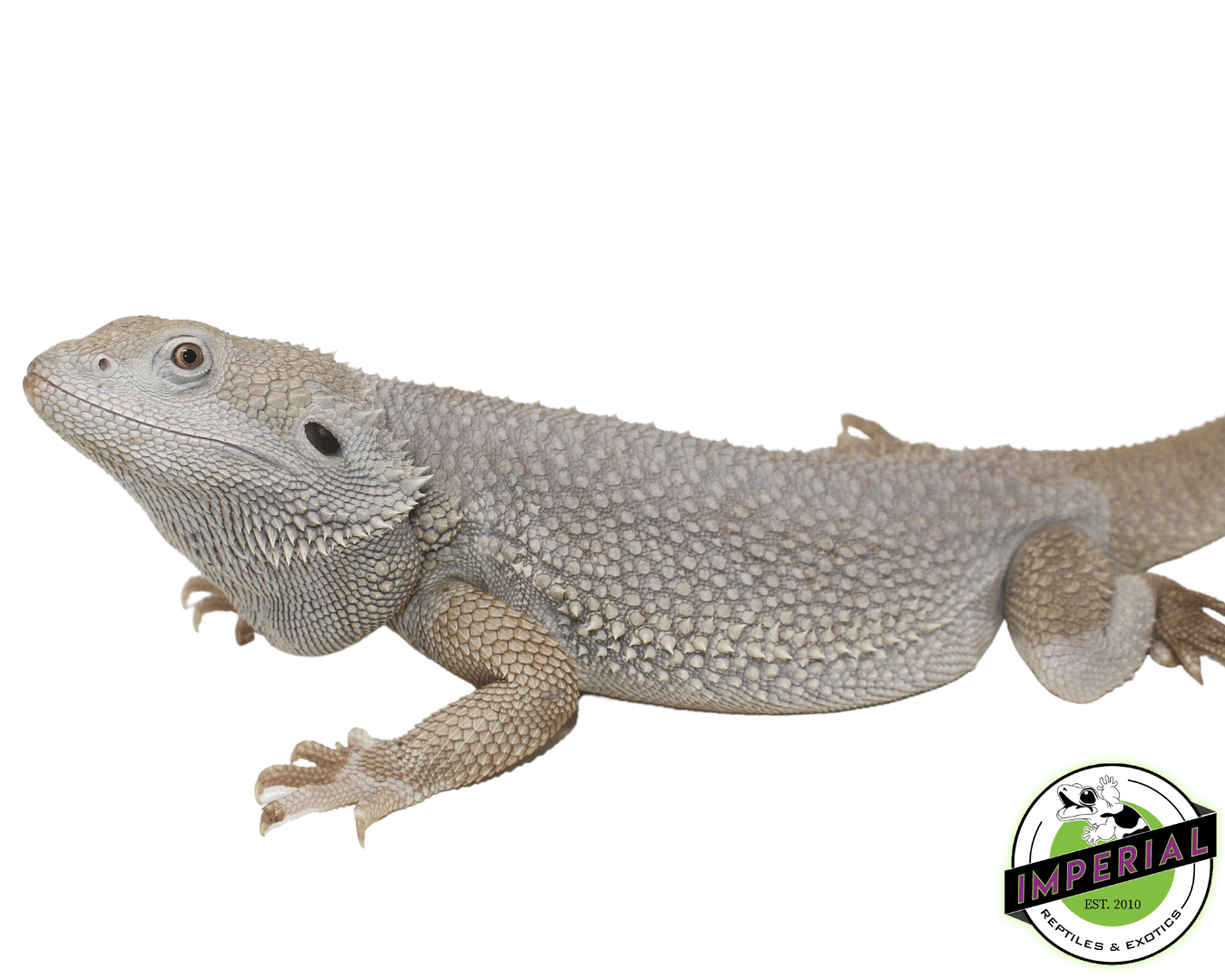 Zero Bearded Dragon Adult Male — image 2