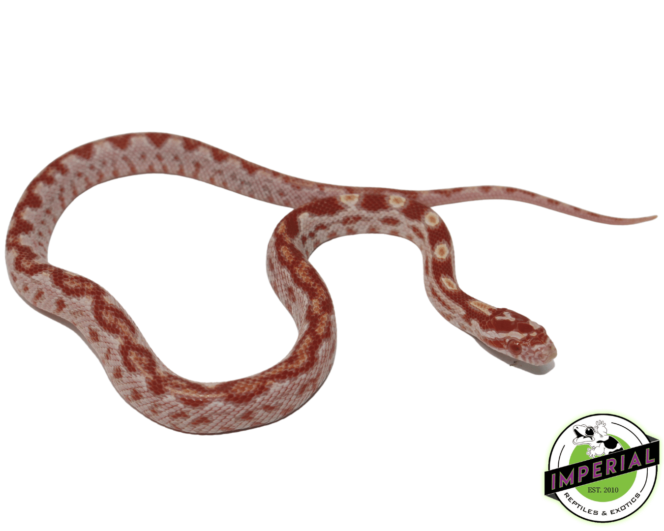 Zig Zag Albino Corn Snake
