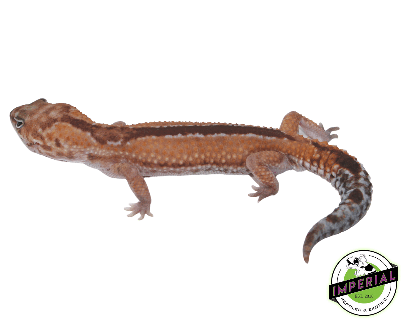 Zulu African Fat Tail Gecko Adult