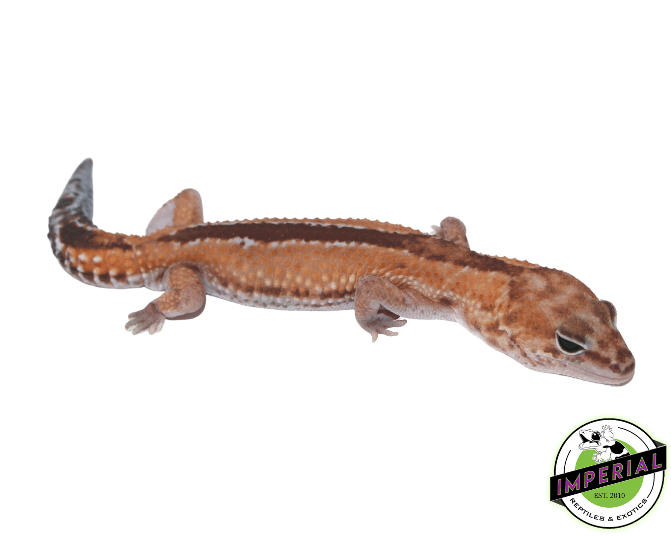 Zulu African Fat Tail Gecko Adult — image 2