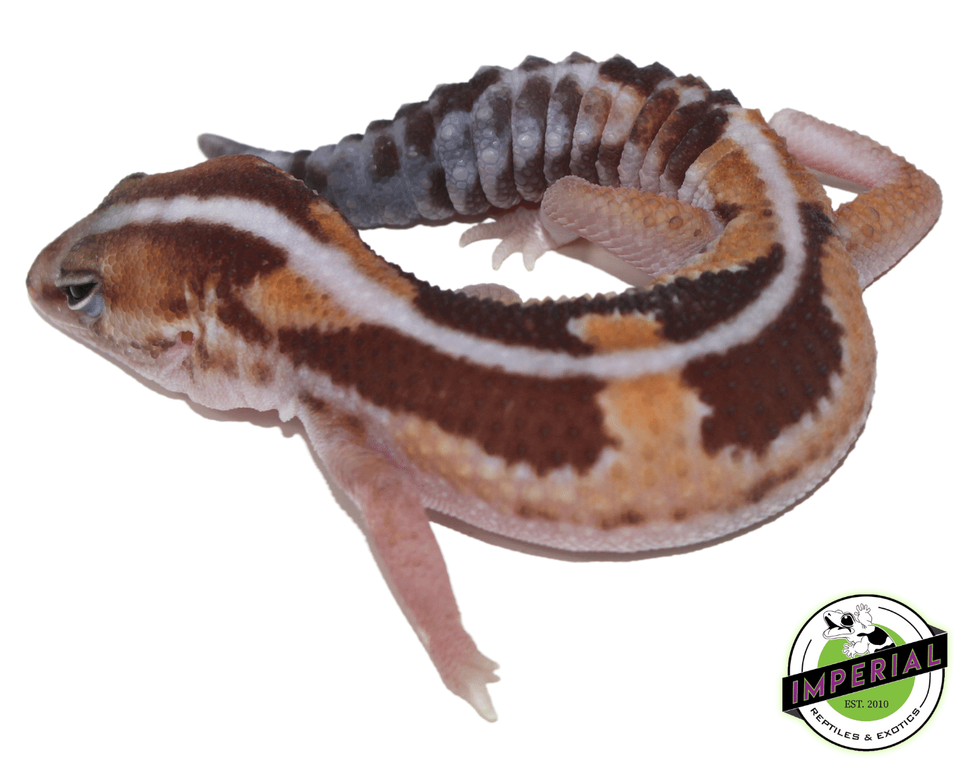 Zulu Stripe African Fat Tail Gecko — image 2