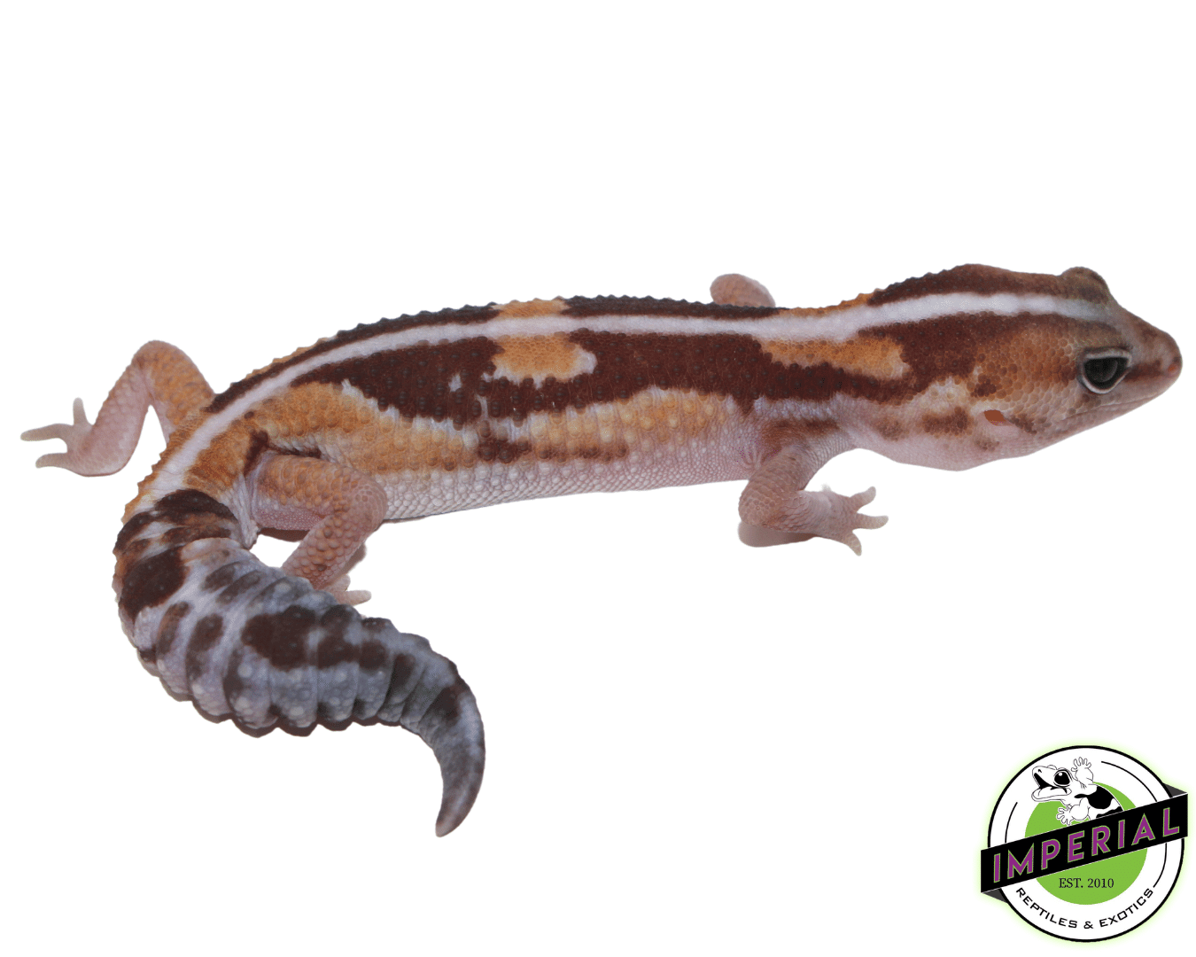 Zulu Stripe African Fat Tail Gecko