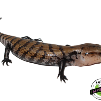 Indonesian Blue Tongue Skink Baby