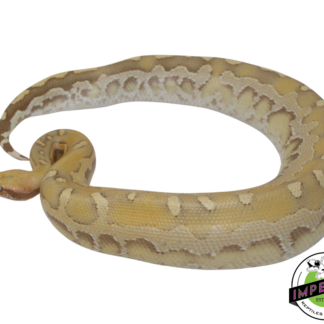 Sunset Borneo Short Tail Python Yearling