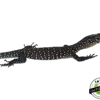 Blue Tail Monitor Baby (Sorong) #61124-01