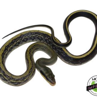 Sumatran Cave Dwelling Rat Snake Baby