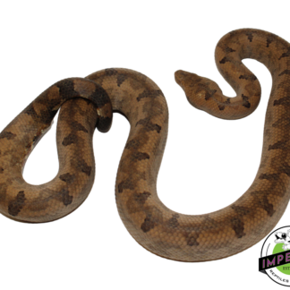 San Isabel Island Ground Boa