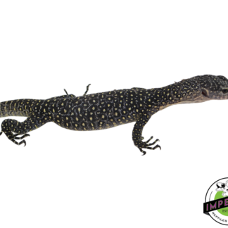 Indonesian Mangrove Monitor Baby (Sorong)