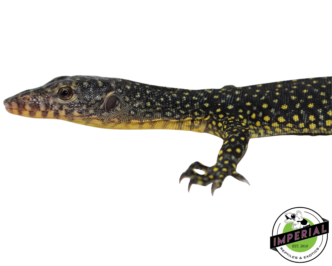 Indonesian Mangrove Monitor Baby (Warsior) #1 - Image 3