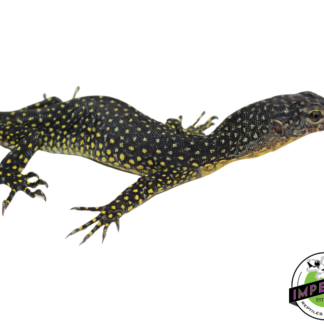 Indonesian Mangrove Monitor Baby (Warsior) #1