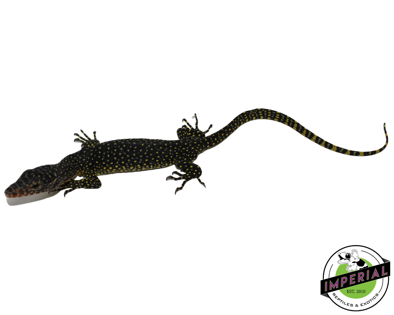 Indonesian Mangrove Monitor Baby (Warsior) #1 - Image 2