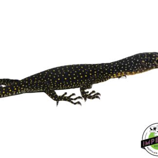 Indonesian Mangrove Monitor Baby (Warsior) #2