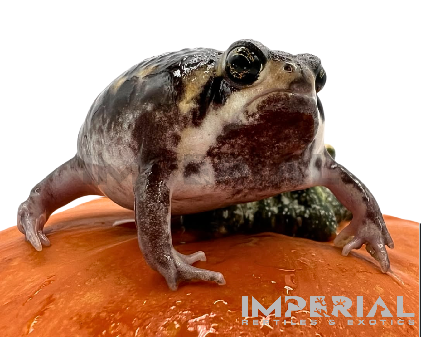 Mozambique Rain Frog
