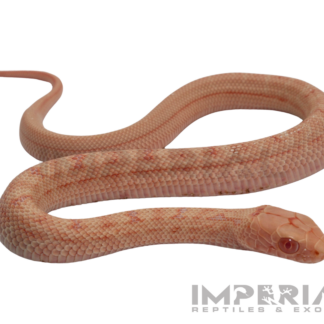 Albino Chinese King Rat Snake Baby