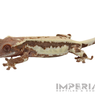 Frappuccino Crested Gecko Baby