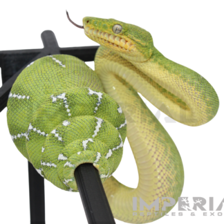 '25 CBB Northern Emerald Tree Boa - Male