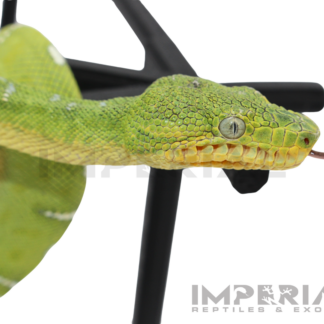 '25 CBB Northern Emerald Tree Boa - Female