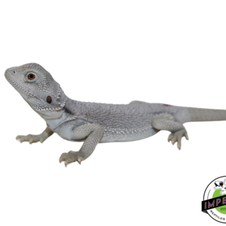 "Blizzard" Hypo Zero Bearded Dragon Male (#111424-01)