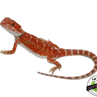 “Brick Red” Hypo Bearded Dragon Baby