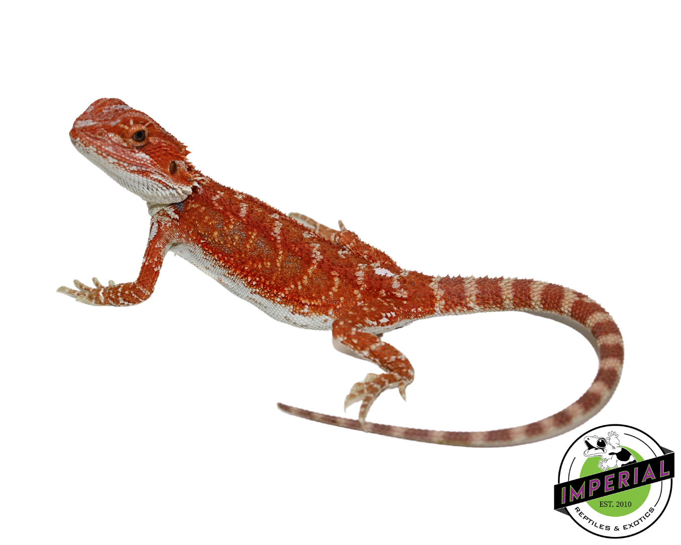 “Brick Red” Hypo Bearded Dragon Baby