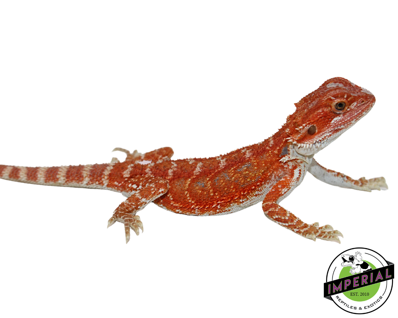 “Brick Red” Hypo Bearded Dragon Baby - Image 2