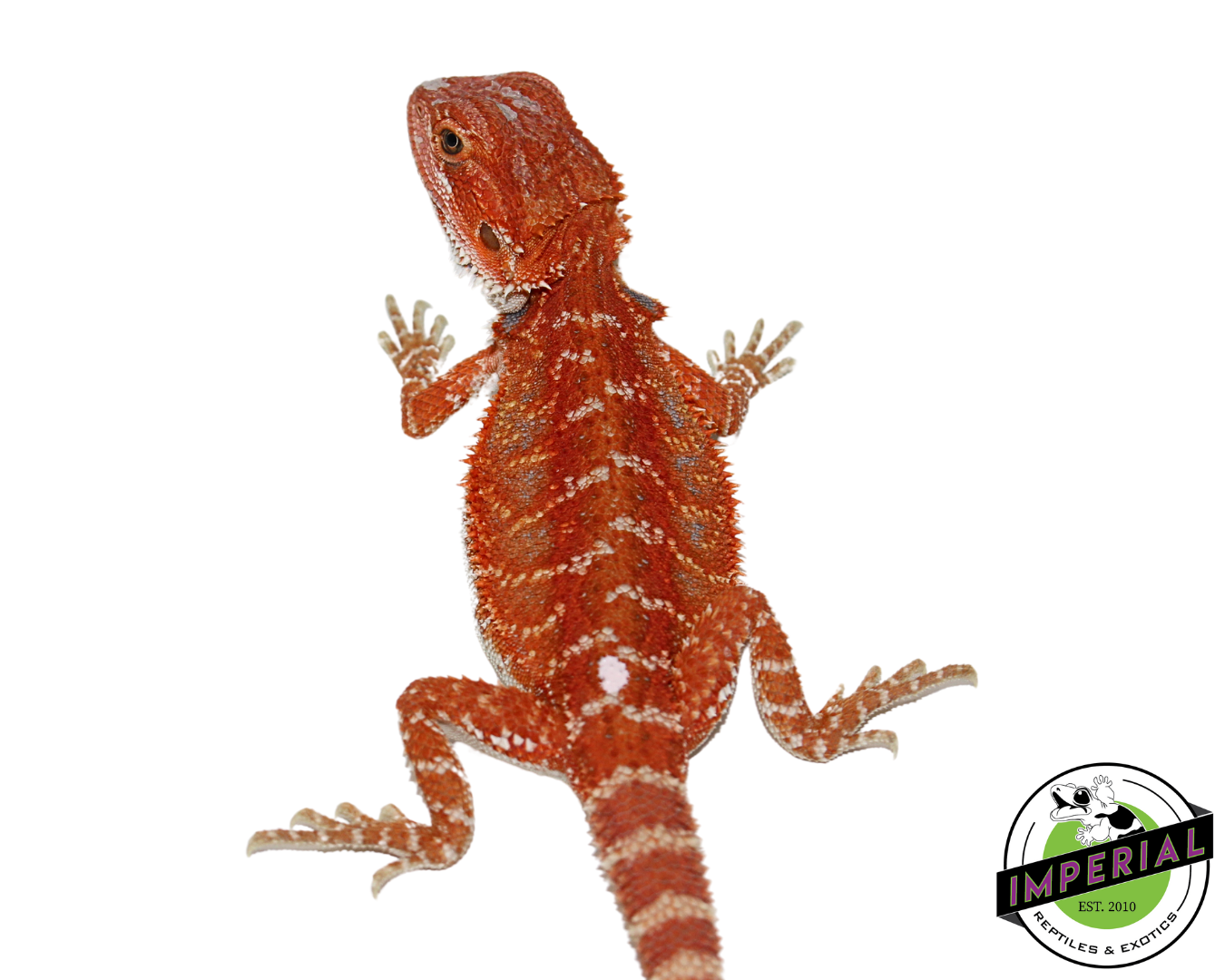 “Brick Red” Hypo Bearded Dragon Baby - Image 3