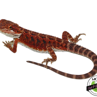 "Crimson" Red Bearded Dragon Male (#111424-10)