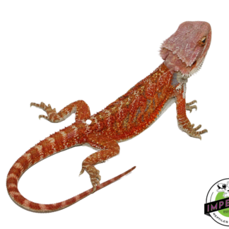 "Orange Crush" Hypo Bearded Dragon Male (#111424-13)