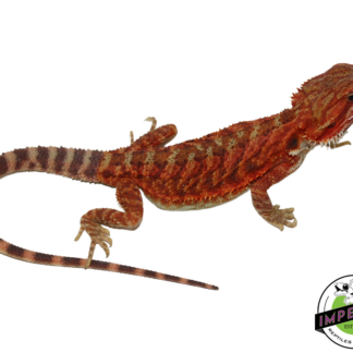 "Flamel" Red Translucent Bearded Dragon Female (#111224-06)