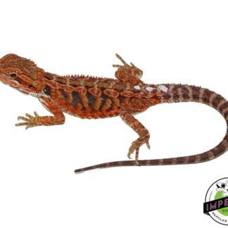 "Flare" Red Hypo Bearded Dragon Female (#111424-06)