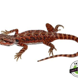 "Fox" Red Bearded Dragon Female (#111224-07)