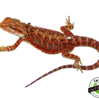 "Fuego" Red Bearded Dragon Female (#111224-03)