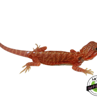 "Ghost" Extreme Red Hypo Translucent Leatherback Bearded Dragon Female (#111424-09)