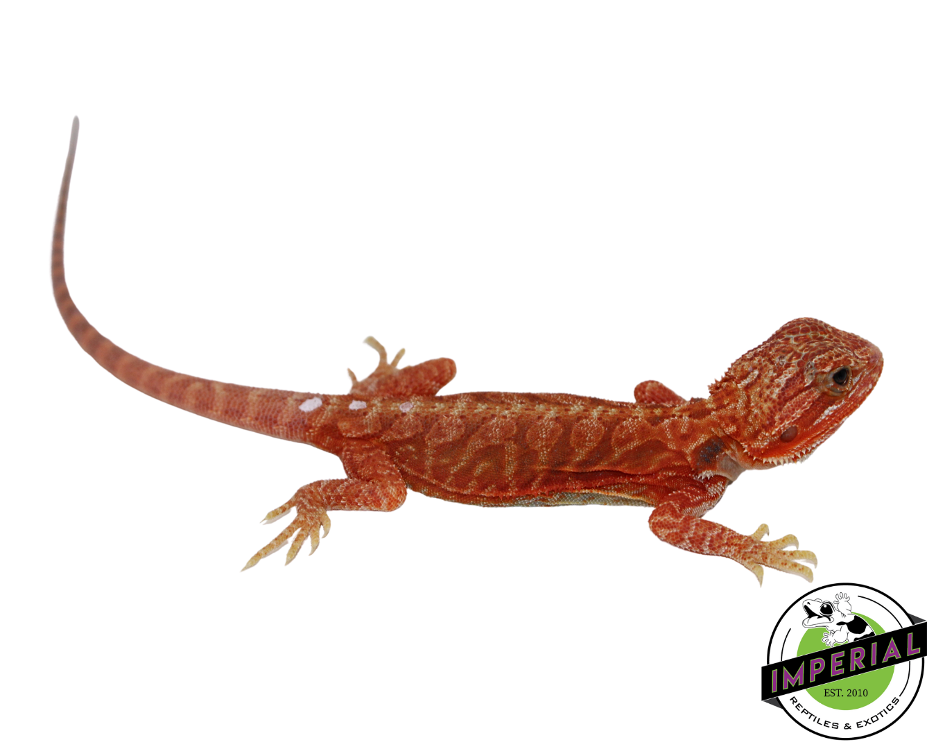 "Ghost" Extreme Red Hypo Translucent Leatherback Bearded Dragon Female (#111424-09)