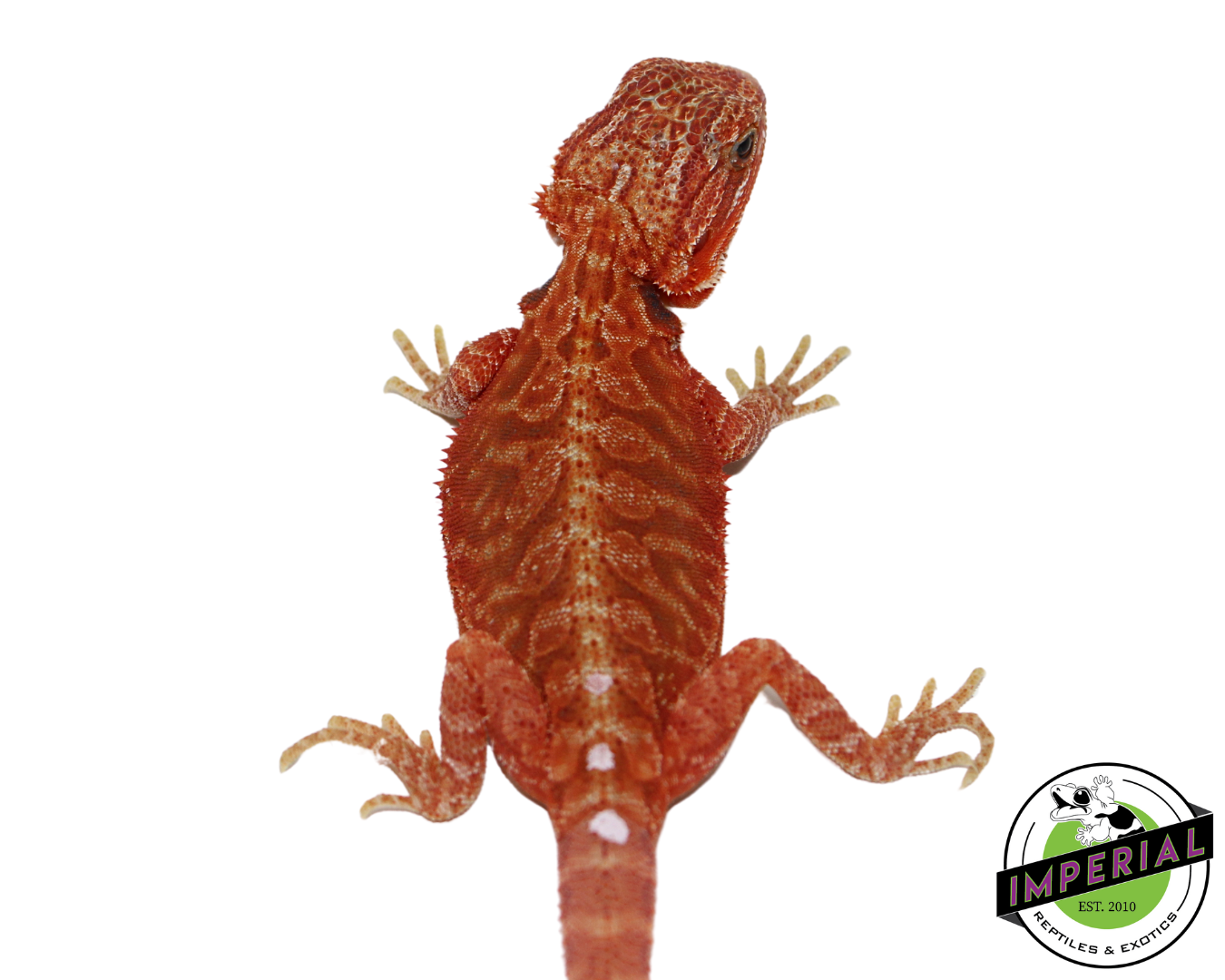 "Ghost" Extreme Red Hypo Translucent Leatherback Bearded Dragon Female (#111424-09) - Image 3