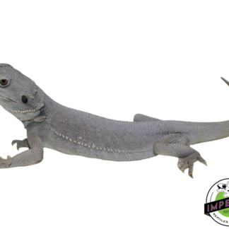 "Glacier" Hypo Leatherback Zero Bearded Dragon Female (#111424-14)