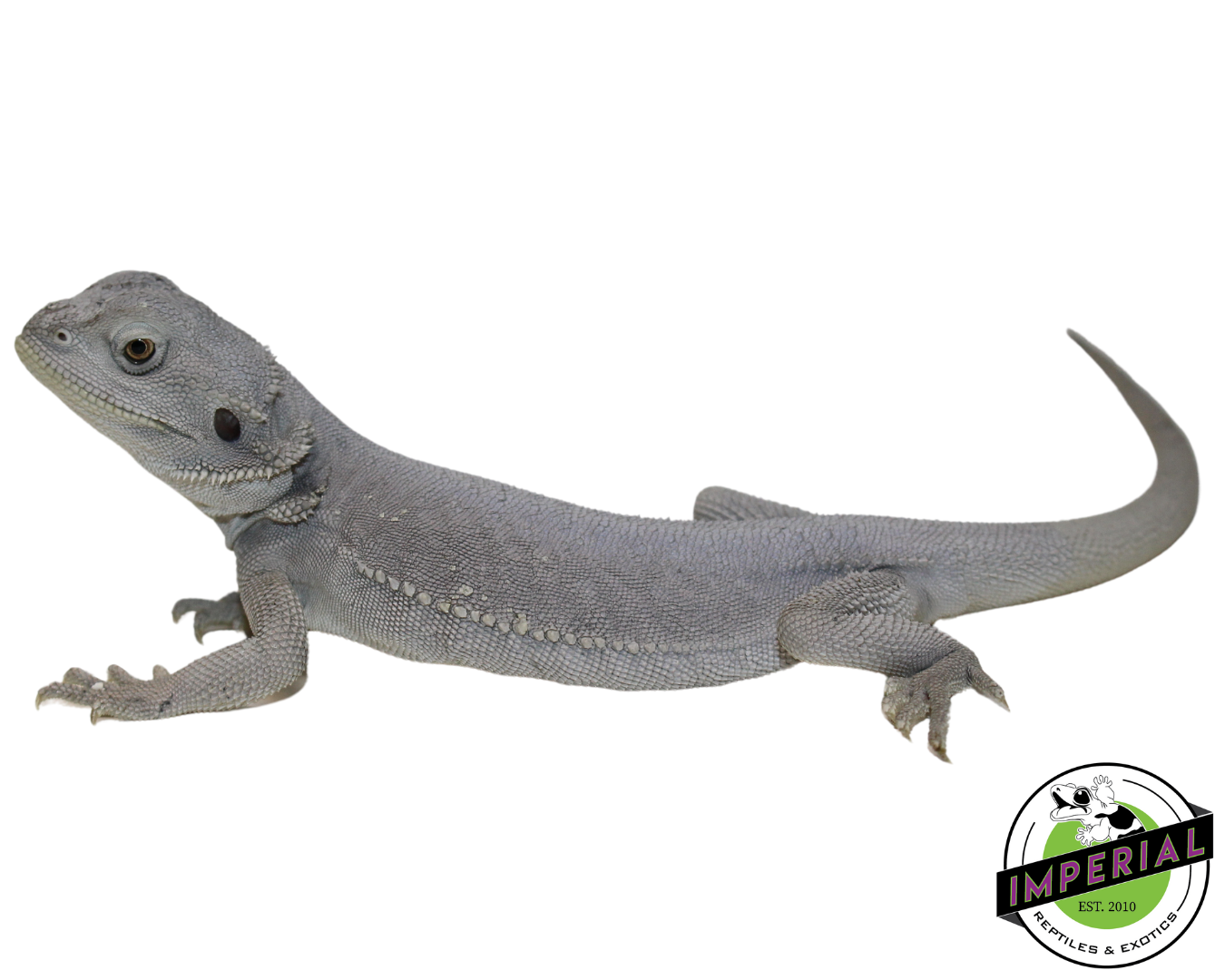 "Glacier" Hypo Leatherback Zero Bearded Dragon Female (#111424-14)