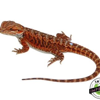 "Godric" Red Bearded Dragon Male (#111224-02)