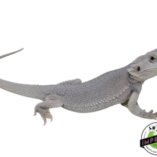 "Hedwig" Hypo Zero Bearded Dragon Female (#111224-02)