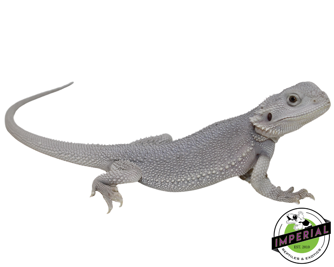 "Hedwig" Hypo Zero Bearded Dragon Female (#111224-02)