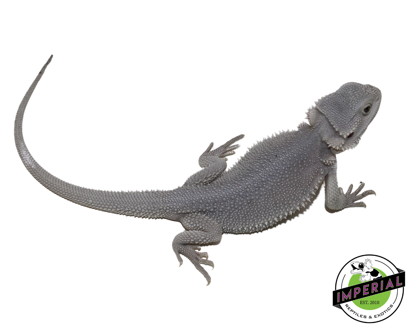 "Hedwig" Hypo Zero Bearded Dragon Female (#111224-02) - Image 3